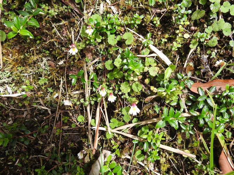 Euphrasia transmorrisonensis, photographed by fagushayata