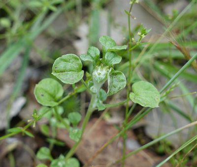 Stuartina muelleri, photographed by yatesy