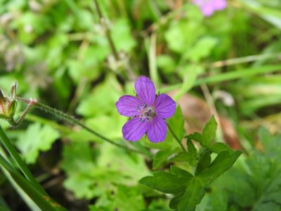 Geranium thunbergii, photographed by fagushayata