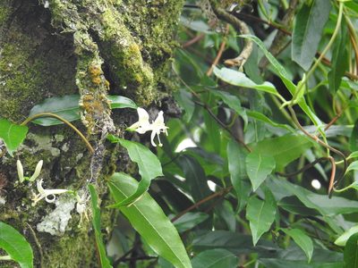 Lonicera acuminata, photographed by fagushayata