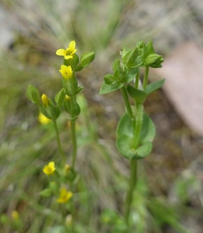 Sebaea ovata, photographed by yatesy