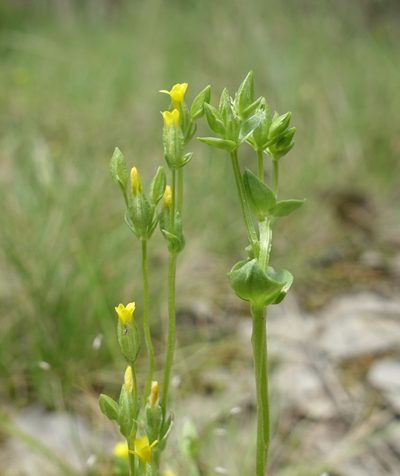 Sebaea ovata, photographed by yatesy