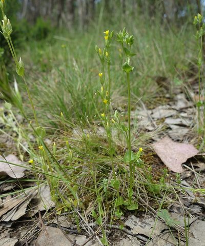 Sebaea ovata, photographed by yatesy