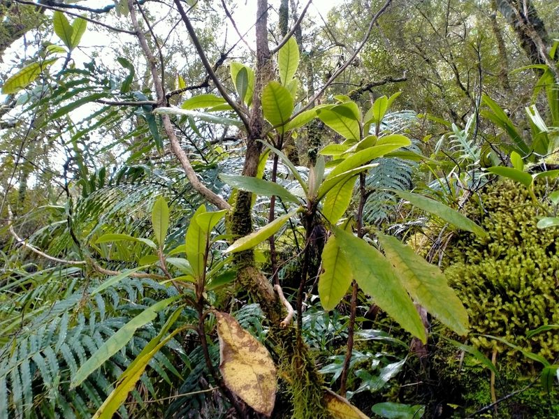 Brachyglottis hectorii, photographed by John Barkla
