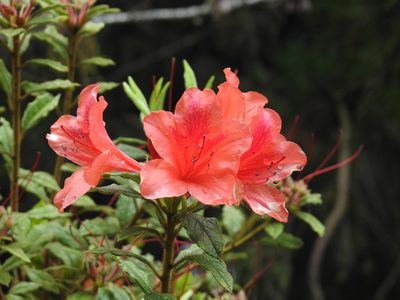 Rhododendron oldhamii, photographed by fagushayata