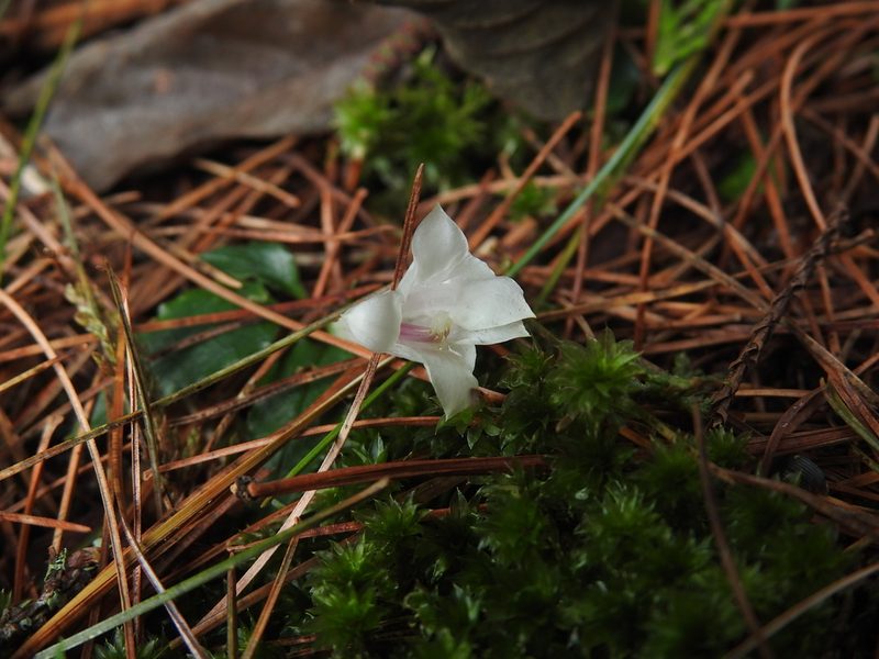 Tripterospermum luzonense, photographed by fagushayata