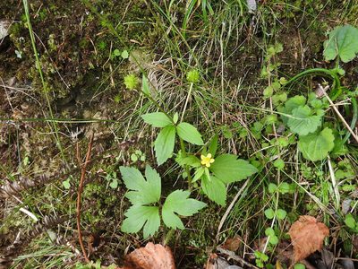 Ranunculus cantoniensis, photographed by fagushayata