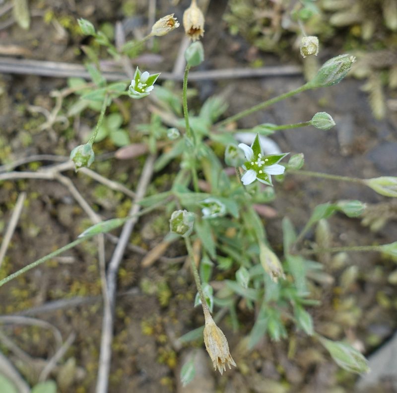 Moenchia erecta, photographed by yatesy