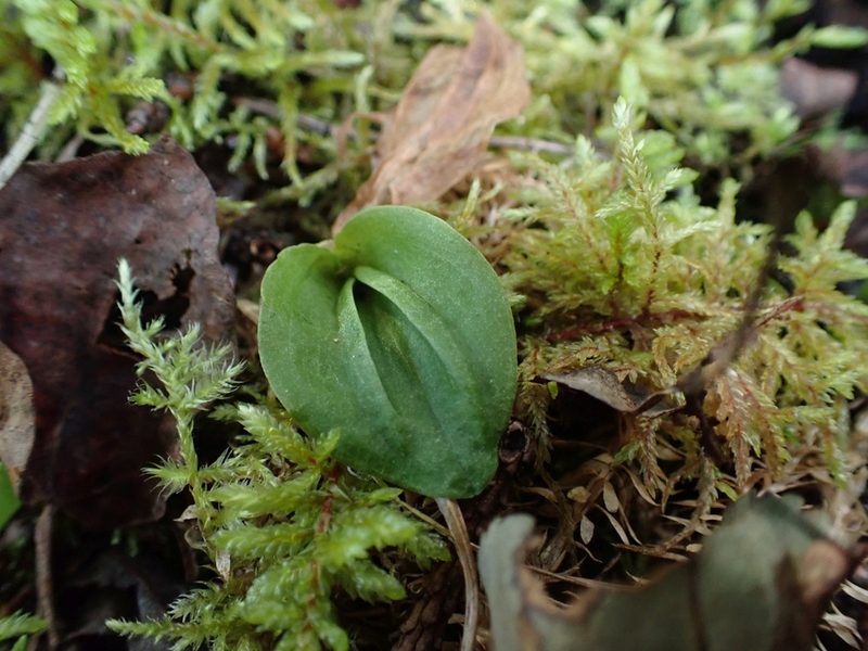 Calypso bulbosa, photographed by Ellyne Geurts