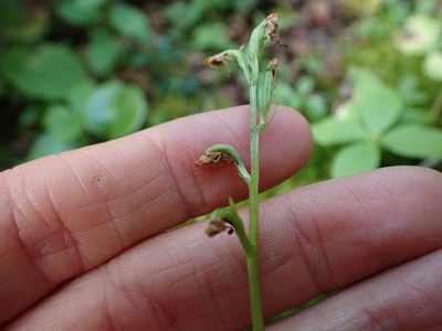 Platanthera obtusata, photographed by Ellyne Geurts