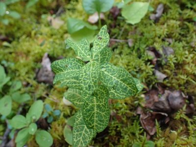 Geocaulon lividum, photographed by Ellyne Geurts