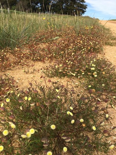 Cotula bipinnata, photographed by Ayesha Burdett