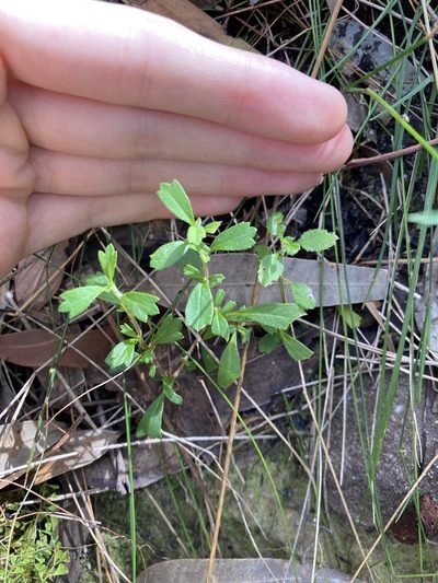 Xanthosia tridentata, photographed by Thomas Mesaglio