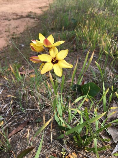 Ixia fuscocitrina, photographed by Ayesha Burdett