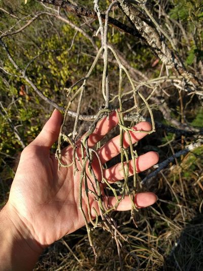 Cynanchum gerrardii, photographed by Kevin Faccenda