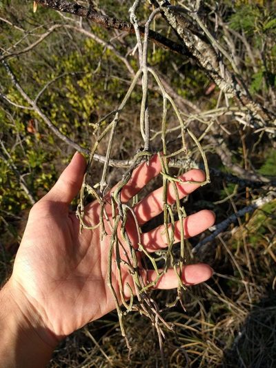 Cynanchum gerrardii, photographed by Kevin Faccenda