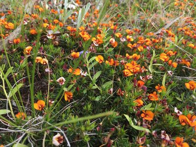 Pultenaea pedunculata, photographed by Ayesha Burdett