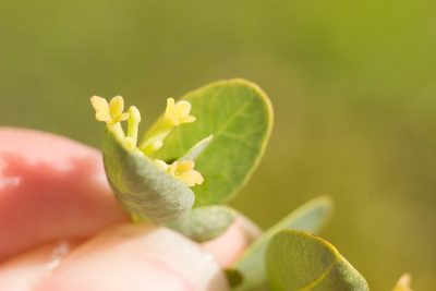Wikstroemia oahuensis, photographed by Kevin Faccenda