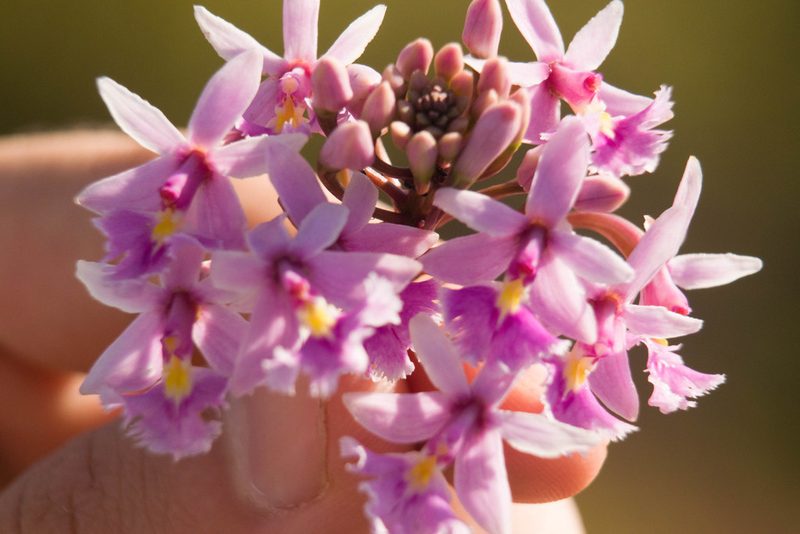 Epidendrum calanthum, photographed by Kevin Faccenda