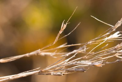 Chrysopogon aciculatus, photographed by Kevin Faccenda