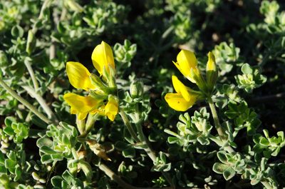 Lotus lancerottensis, photographed by gwynmwilliams