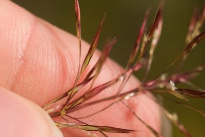 Chrysopogon aciculatus, photographed by Kevin Faccenda