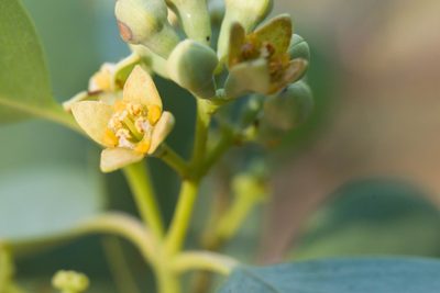 Santalum ellipticum, photographed by Kevin Faccenda