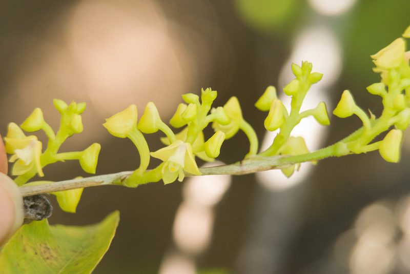 Polystachya concreta, photographed by Kevin Faccenda