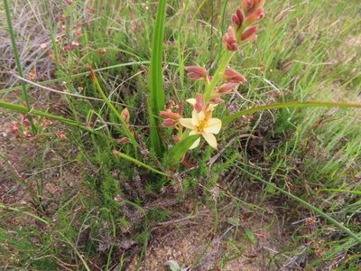 Wachendorfia paniculata, photographed by linkie