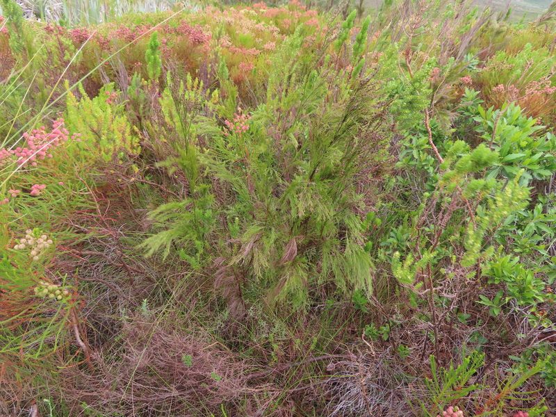 Restio subverticillatus, photographed by linkie