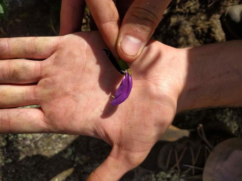 Canavalia galeata, photographed by Kevin Faccenda