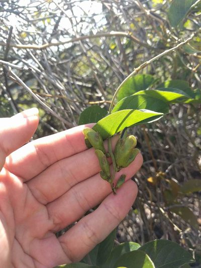 Canavalia galeata, photographed by Kevin Faccenda