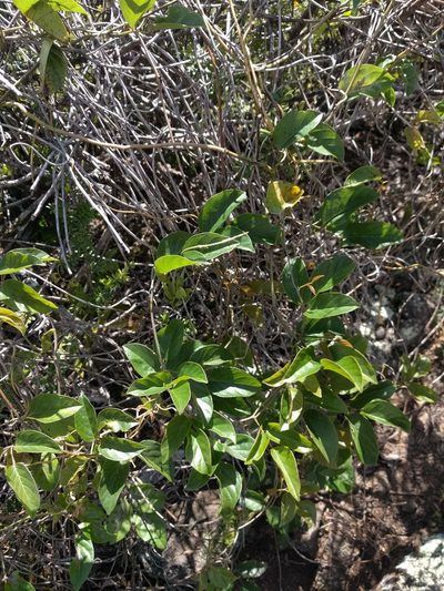 Canavalia galeata, photographed by Kevin Faccenda