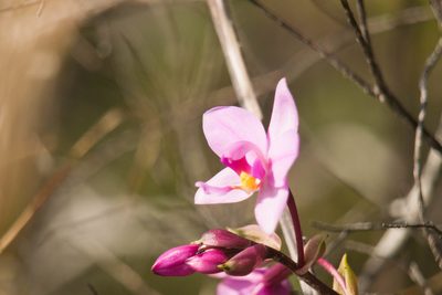Spathoglottis plicata, photographed by Kevin Faccenda