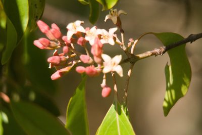 Santalum freycinetianum, photographed by Kevin Faccenda