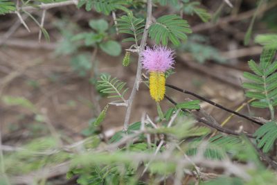 Dichrostachys cinerea, photographed by Noeleen du Toit