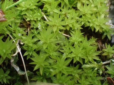 Timmia austriaca, photographed by Ellyne Geurts