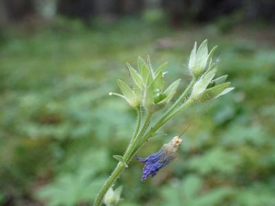 Polemonium villosum, photographed by Ellyne Geurts