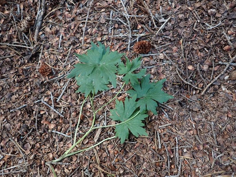 Delphinium glaucum, photographed by Ellyne Geurts