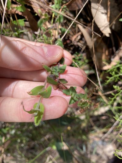 Leucopogon amplexicaulis, photographed by Thomas Mesaglio