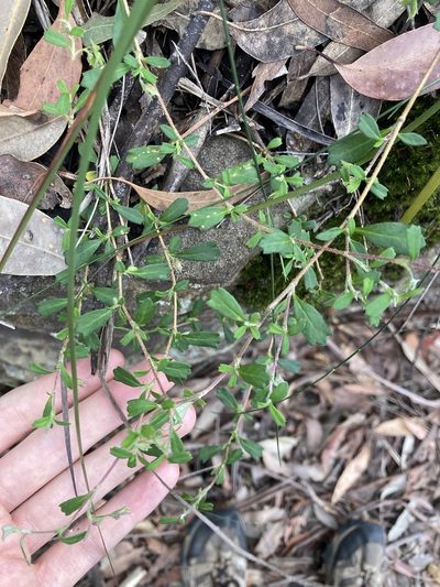 Xanthosia tridentata, photographed by Thomas Mesaglio