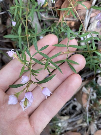 Boronia floribunda, photographed by Thomas Mesaglio
