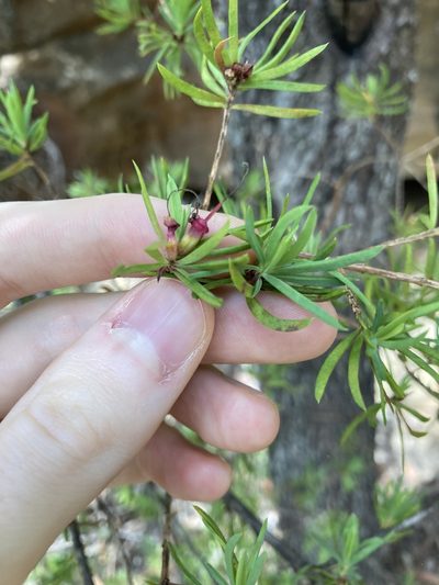 Darwinia procera, photographed by Thomas Mesaglio