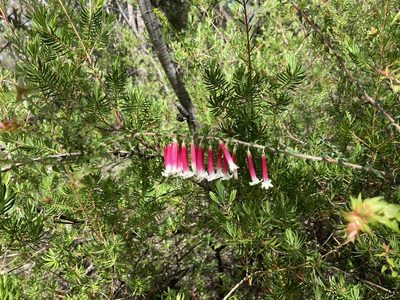 Epacris longiflora, photographed by Thomas Mesaglio
