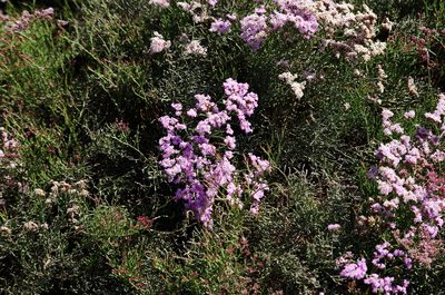 Limonium tuberculatum, photographed by gwynmwilliams