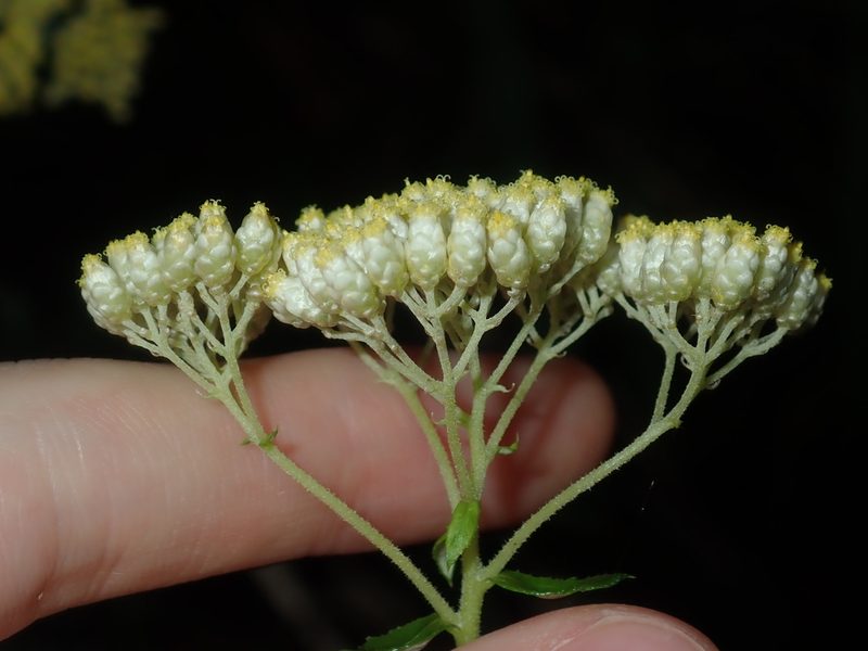 Cassinia denticulata, photographed by Thomas Mesaglio