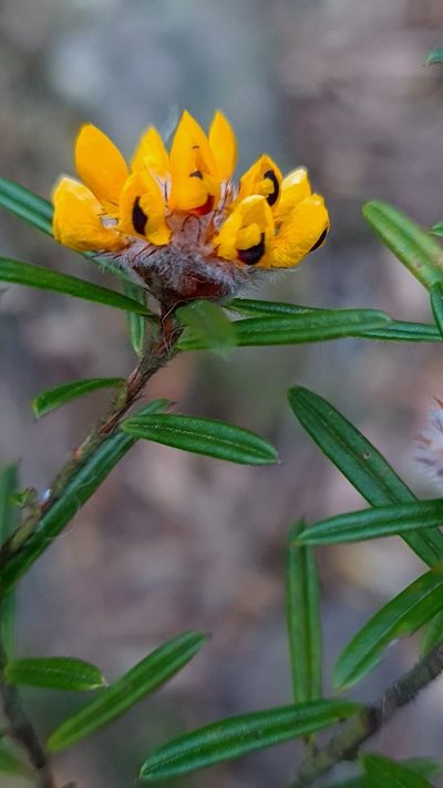 Pultenaea mucronata, photographed by Petra Holland