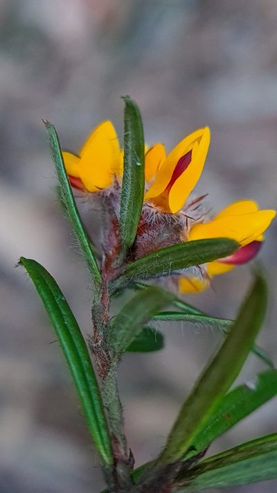 Pultenaea mucronata, photographed by Petra Holland