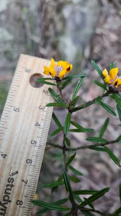 Pultenaea mucronata, photographed by Petra Holland