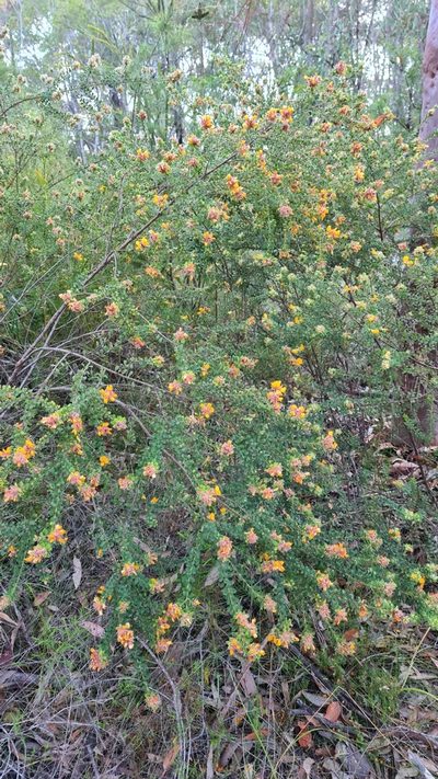 Pultenaea ferruginea, photographed by Petra Holland